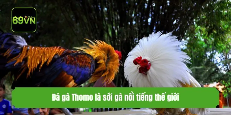 Đá gà Thomo là sới gà nổi tiếng thế giới